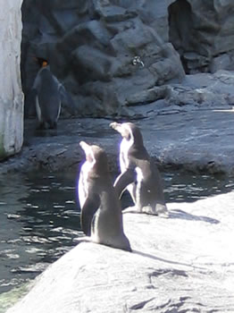 旭山動物園 ペンギン